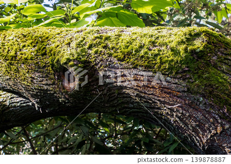 Natural Paulownia tomentosa bark texture with cracked wooden surface detail 139878887