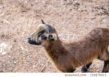 Brown Goat Portrait with Detailed Fur Texture. Brown Goat Portrait with Detailed Fur Texture. 139878911