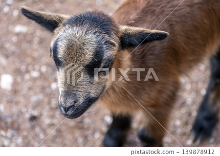 Brown Goat Portrait with Detailed Fur Texture. Brown Goat Portrait with Detailed Fur Texture. 139878912