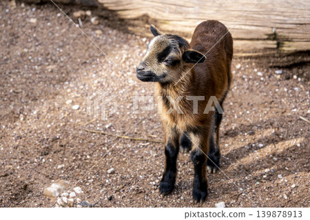 Brown Goat Portrait with Detailed Fur Texture. Brown Goat Portrait with Detailed Fur Texture. 139878913