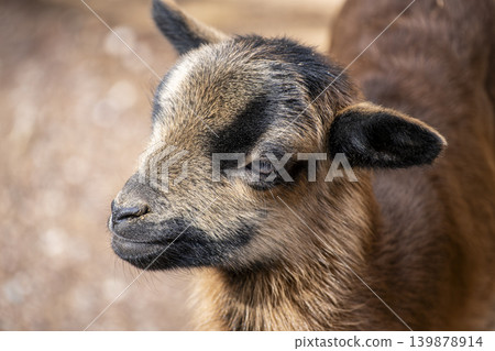 Brown Goat Portrait with Detailed Fur Texture. Brown Goat Portrait with Detailed Fur Texture. 139878914