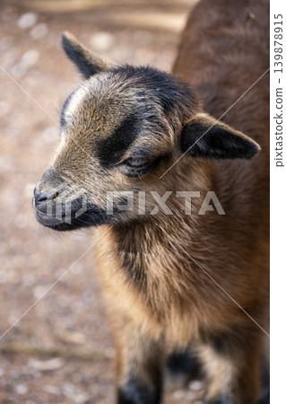Brown Goat Portrait with Detailed Fur Texture. Brown Goat Portrait with Detailed Fur Texture. 139878915