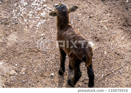 Brown Goat Portrait with Detailed Fur Texture. Brown Goat Portrait with Detailed Fur Texture. 139878916
