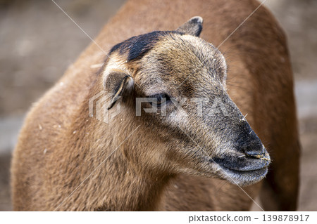 Brown Goat Portrait with Detailed Fur Texture. Brown Goat Portrait with Detailed Fur Texture. 139878917