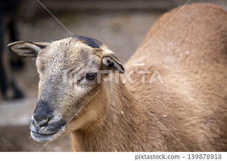Brown Goat Portrait with Detailed Fur Texture. Brown Goat Portrait with Detailed Fur Texture. 139878918