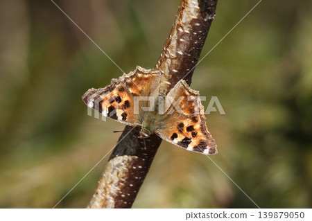 Nymphalis vaualbum (L-winged butterfly), an insect found in Hokkaido. Nymphalis vaualbum (L-winged butterfly), an insect found in Hokkaido. 139879050