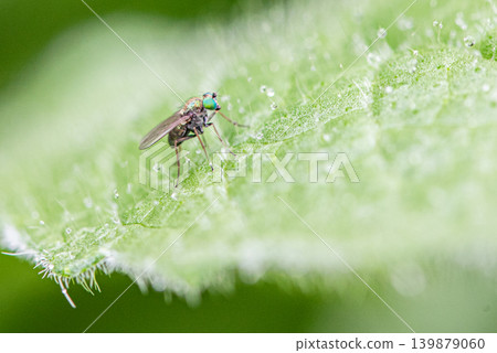 Long-legged flies perched on rain-soaked leaves 139879060