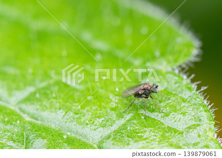 A small long-legged fly resting on a rain-soaked leaf. A small long-legged fly resting on a rain-soaked leaf. 139879061