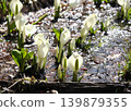 Skunk cabbage (shining light) heralds the arrival of spring. 139879355