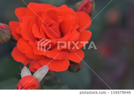Roses with red petals and buds Roses with red petals and buds 139879646
