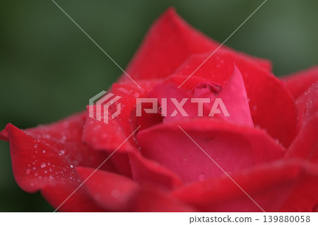 紅玫瑰在細雨中繼續綻放。 紅玫瑰在細雨中繼續綻放。 139880058