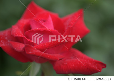 紅玫瑰的花瓣沾上雨後會更閃閃發光。 139880245