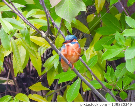 A kingfisher perches in front of a thicket of fresh green leaves. A kingfisher perches in front of a thicket of fresh green leaves. 139880349