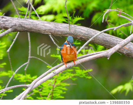 Three kingfishers perched on a cedar branch 139880350