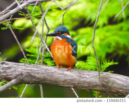 A kingfisher perched on a branch in front of me A kingfisher perched on a branch in front of me 139880351
