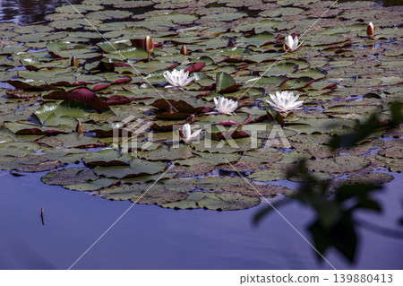 Botanical garden pond with Nymphaea water lily flowers in spring landscape 139880413