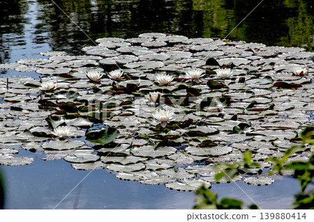Pink Nymphaea water lily flowers on pond surface in botanical garden Pink Nymphaea water lily flowers on pond surface in botanical garden 139880414