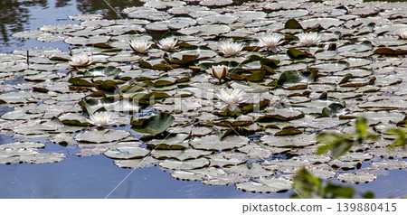 Aquatic Nymphaea flowers and green lily pads in ornamental garden pond Aquatic Nymphaea flowers and green lily pads in ornamental garden pond 139880415