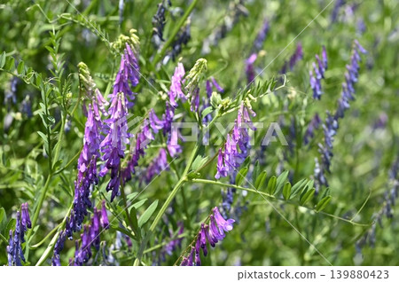 草地上盛開著野豌豆花 草地上盛開著野豌豆花 139880423