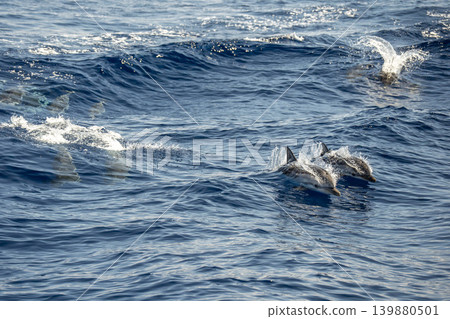 Striped dolphin jumping on blue sea surface Striped dolphin jumping on blue sea surface 139880501