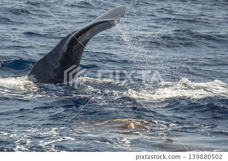Spermwhale sperm whale feces evacuating dejection while diving Spermwhale sperm whale feces evacuating dejection while diving 139880502
