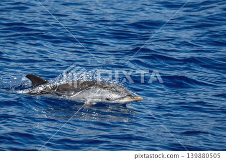 Striped dolphin jumping on blue sea surface Striped dolphin jumping on blue sea surface 139880505