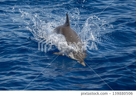 Striped dolphin jumping on blue sea surface Striped dolphin jumping on blue sea surface 139880506