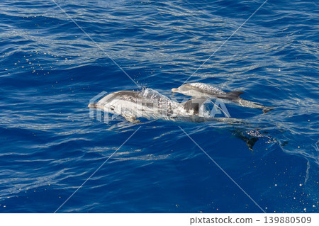 Mother and calf Striped dolphin jumping on blue sea surface Mother and calf Striped dolphin jumping on blue sea surface 139880509