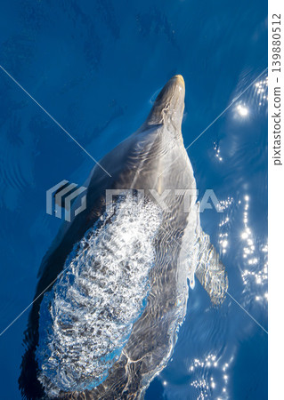 detail of dolphin blowhole breathing on blue sea surface detail of dolphin blowhole breathing on blue sea surface 139880512