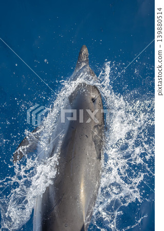 detail of dolphin blowhole breathing on blue sea surface detail of dolphin blowhole breathing on blue sea surface 139880514