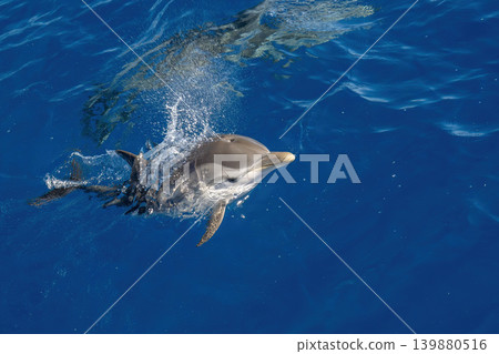 Striped dolphin jumping on blue sea surface Striped dolphin jumping on blue sea surface 139880516