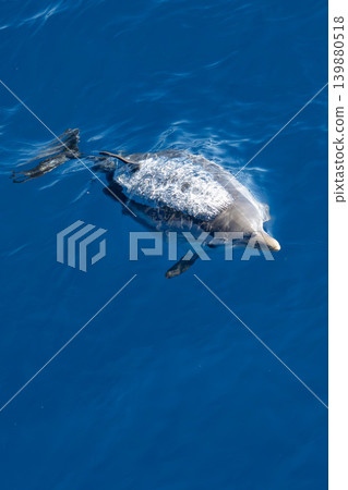 detail of dolphin blowhole breathing on blue sea surface detail of dolphin blowhole breathing on blue sea surface 139880518