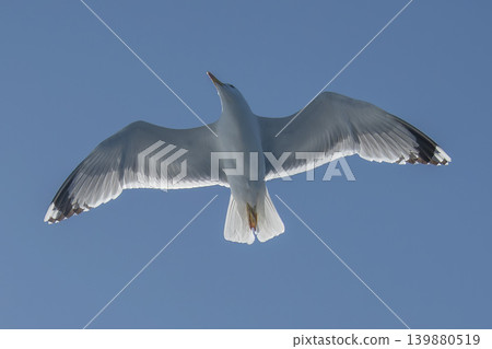 Seagull flying in the sky open wings view from bottom Seagull flying in the sky open wings view from bottom 139880519