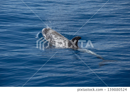 risso's dolphin grampus griseus close up breathing on sea surface 139880524