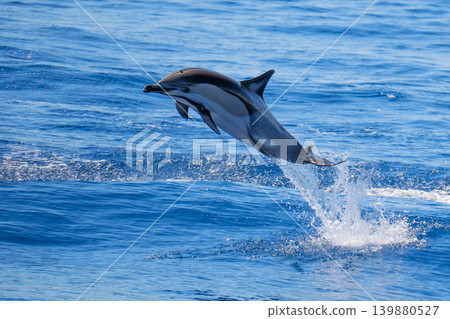 Jumping Common dolphin in pelagos sanctuary ultra rare to see in front of genova Jumping Common dolphin in pelagos sanctuary ultra rare to see in front of genova 139880527