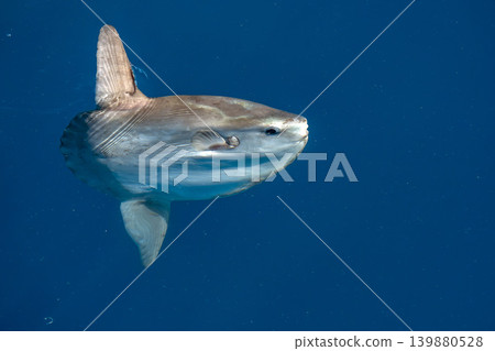 Sunfish mola mola on sea surface Sunfish mola mola on sea surface 139880528