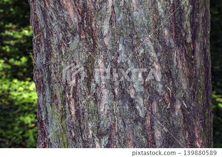 Natural Pinus sylvestris bark texture with cracked wooden surface detail Natural Pinus sylvestris bark texture with cracked wooden surface detail 139880589