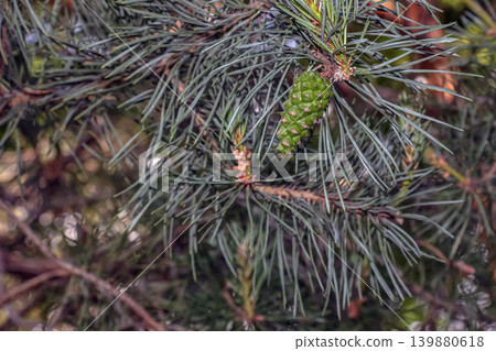 Pinus sylvestris pine cones and green needles in Nitra botanical garden Pinus sylvestris pine cones and green needles in Nitra botanical garden 139880618