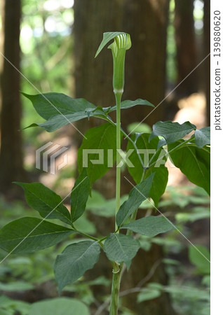 The flowers of Arisaema serratum blooming in the forest The flowers of Arisaema serratum blooming in the forest 139880620