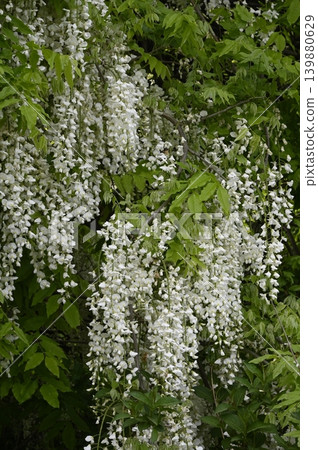 White wisteria blooming at the edge of the forest White wisteria blooming at the edge of the forest 139880629