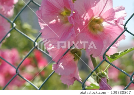 A landscape of pink flowers and wire mesh. A landscape of pink flowers and wire mesh. 139880867
