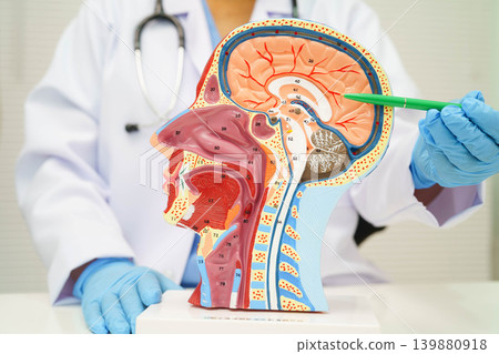 Asian doctor with half head and neck with vessels model. 139880918