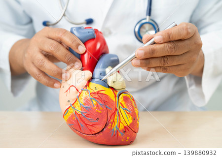 Cardiovascular disease CVD, doctor with heart human model anatomy for treatment patient in hospital. Cardiovascular disease CVD, doctor with heart human model anatomy for treatment patient in hospital. 139880932