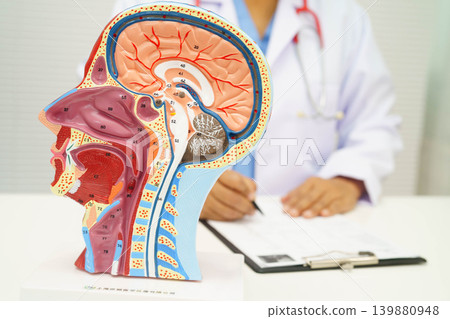 Asian doctor with half head and neck with vessels model. Asian doctor with half head and neck with vessels model. 139880948