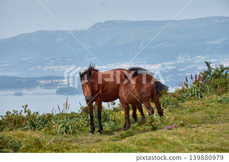 Wild horses grazing on the grass at Alto de Xiabre with the Arousa estuary in the background, Galicia 139880979
