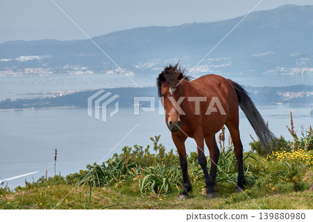Wild horses grazing on the grass at Alto de Xiabre with the Arousa estuary in the background, Galicia 139880980