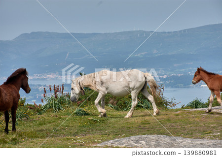 Wild horses grazing on the grass at Alto de Xiabre with the Arousa estuary in the background, Galicia Wild horses grazing on the grass at Alto de Xiabre with the Arousa estuary in the background, Galicia 139880981