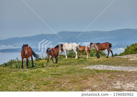 Wild horses grazing on the grass at Alto de Xiabre with the Arousa estuary in the background, Galicia Wild horses grazing on the grass at Alto de Xiabre with the Arousa estuary in the background, Galicia 139880982
