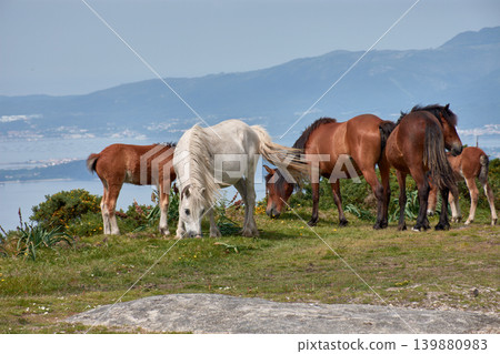 Wild horses grazing on the grass at Alto de Xiabre with the Arousa estuary in the background, Galicia Wild horses grazing on the grass at Alto de Xiabre with the Arousa estuary in the background, Galicia 139880983