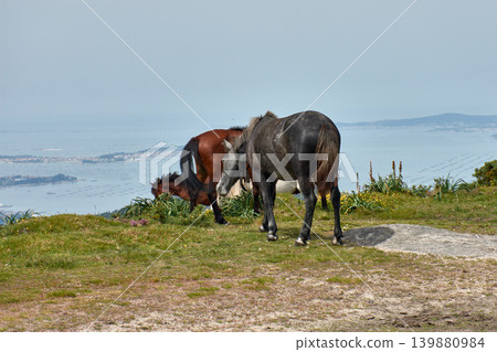 Wild horses grazing on the grass at Alto de Xiabre with the Arousa estuary in the background, Galicia 139880984